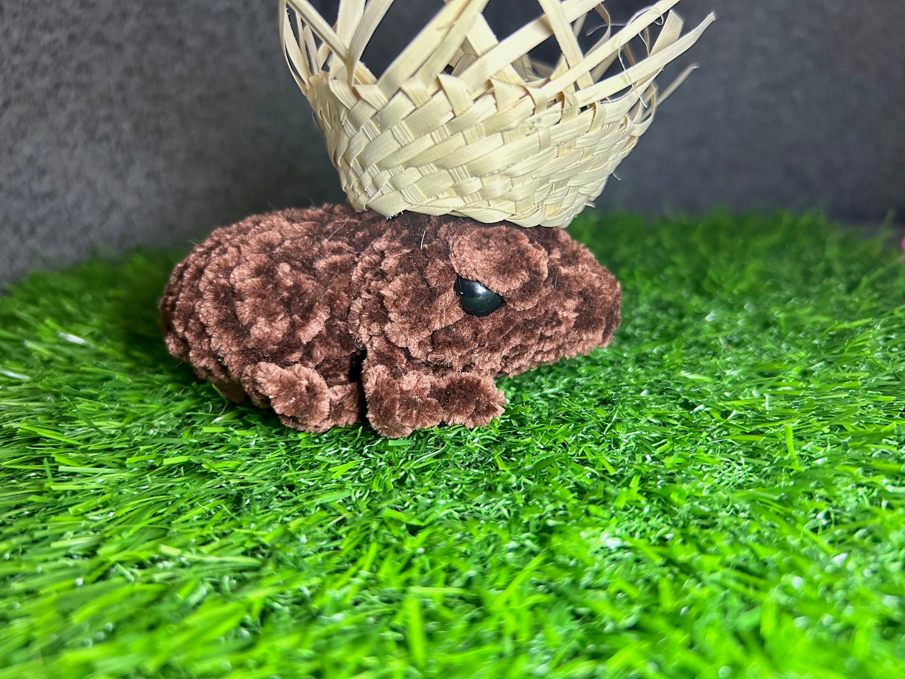 Coqui